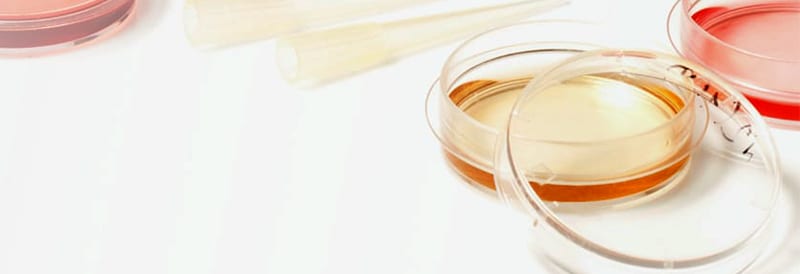 Cell Culture