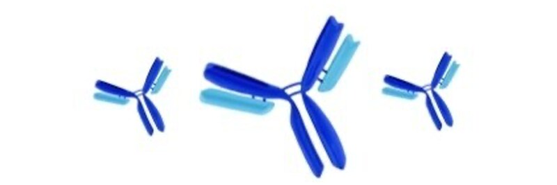 Antibodies