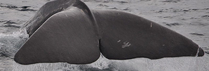 And the Loudest Animal in the World is…