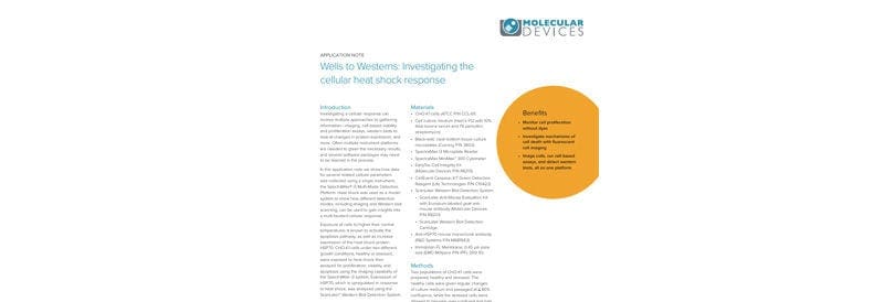 Wells to Westerns: Investigating the Cellular Heat Shock Response