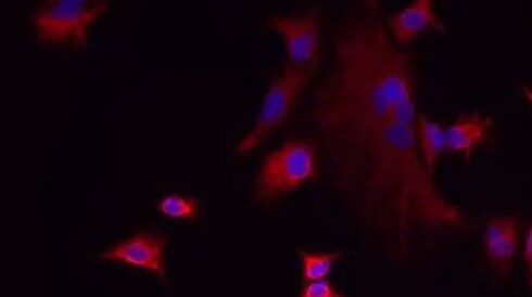 Primary Antibodies