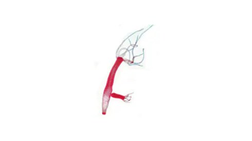 Biology Classroom Products