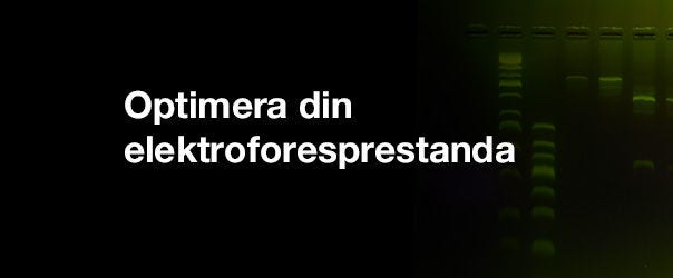 Focus on Electrophoresis