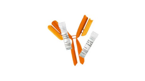 All Primary Antibodies