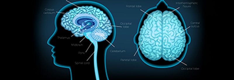 Functional Architecture of Human Hippocampal CA3 Microcircuits