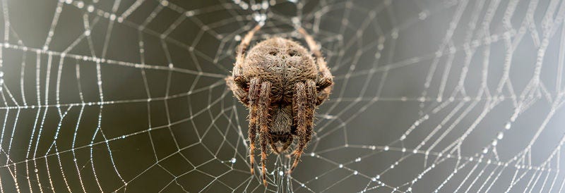The Catapult Spider: How a Tiny Arachnid Builds a Living Slingshot