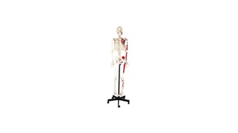 Biological Models and Model Making Supplies