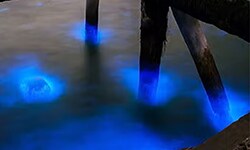 Luminescence Assays