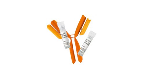 Primary Antibodies for Immunohistochemistry