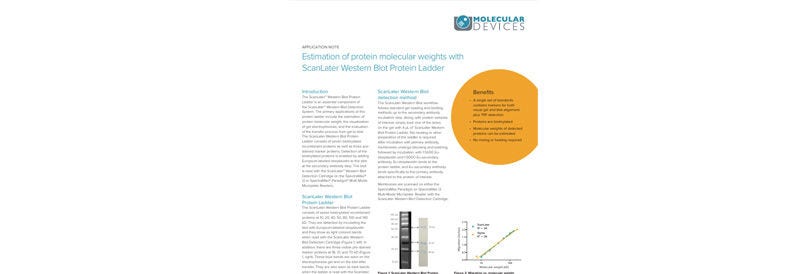 Estimation of Protein Molecular Weights with ScanLater Western Blot Protein Detection