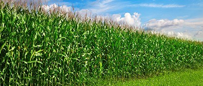 Eine bessere Zukunft für die Landwirtschaft und erneuerbare Energien Eine bessere Zukunft für die Landwirtschaft und erneuerbare Energien