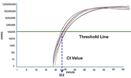 PCR Cycle