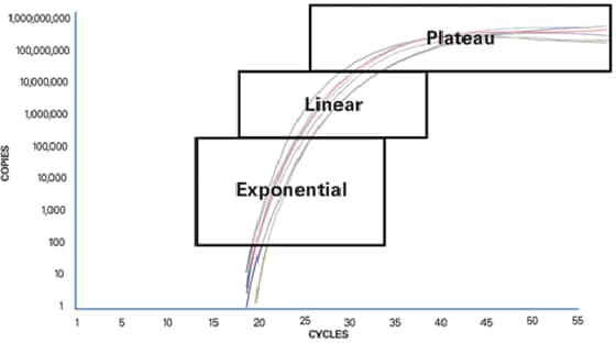 PCR Phases