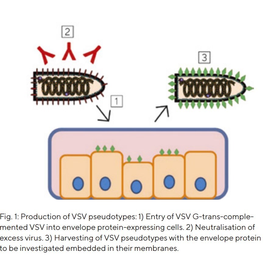 Fig. 1: Production of VSV pseudotypes Fig. 1: Production of VSV pseudotypes